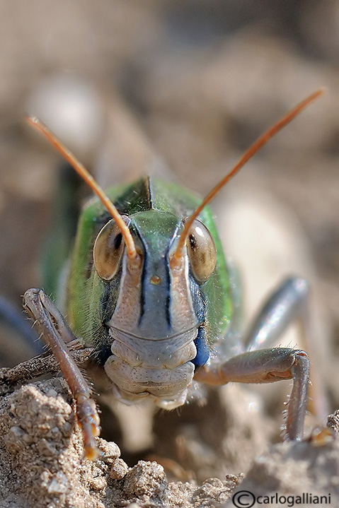 Facce da Ortotteri